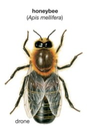 Drone Honey Bee