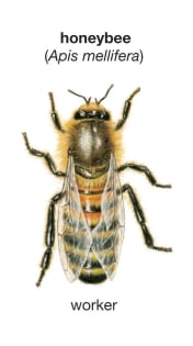 Worker Honey Bee